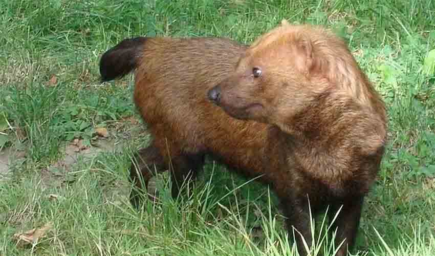 Speothos Bush Dog Facts Distribution Population BioDB speothos-bush-dog-facts-distribution-population-biodb